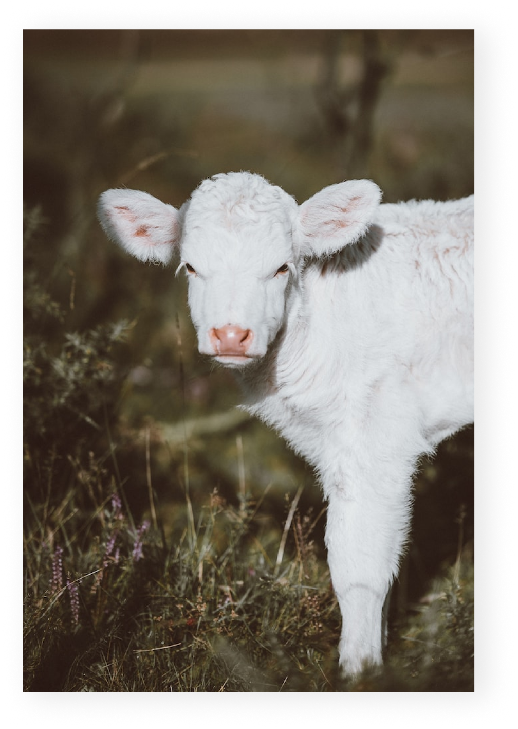calf